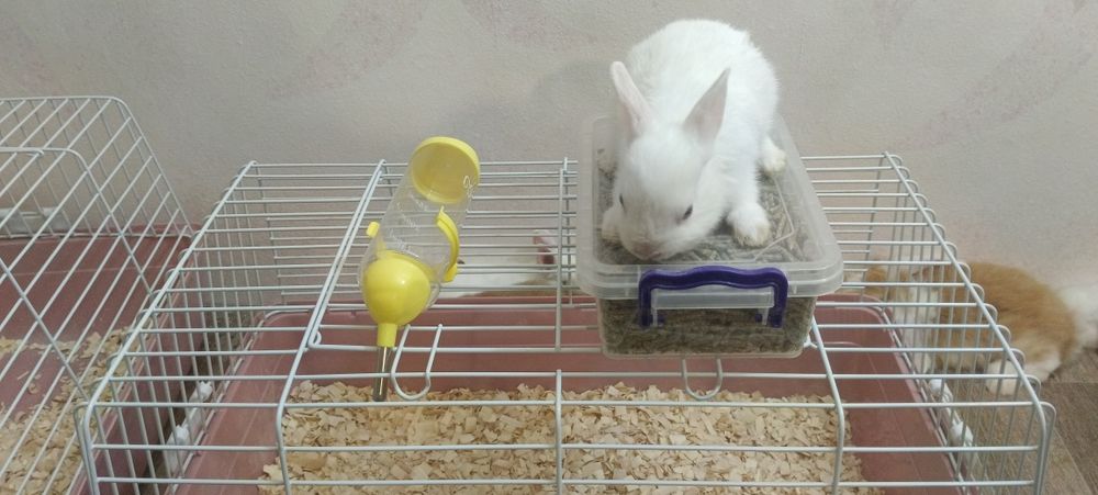 Дикаративные кролики