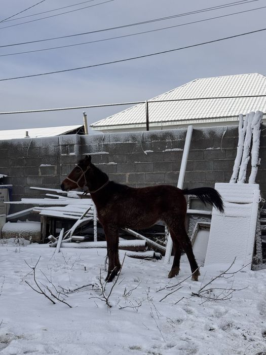 еркек тай сатылады
