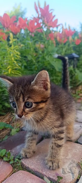Котенок мальчик.