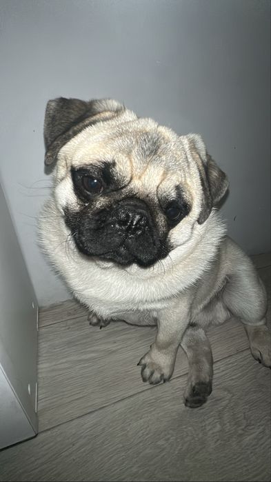 Мопс сладкий нету года