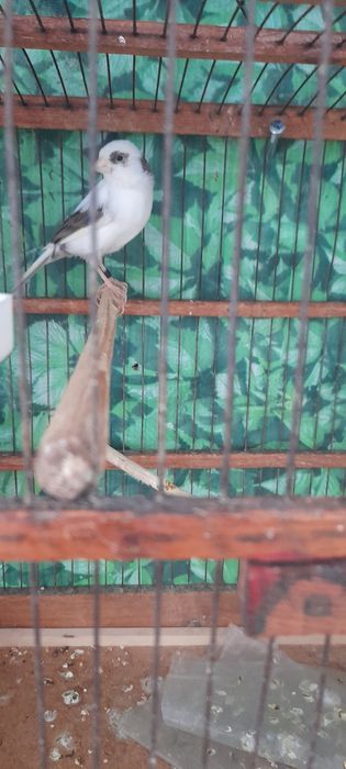 Продам Канарейку к самка и самес  гатовийий гатовий