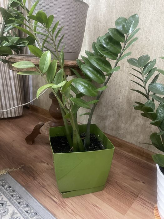 Комнатные цветы для души