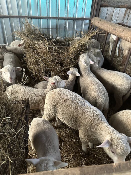 Vand mielute Ile de france