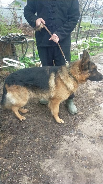 Кобель ищет невесту