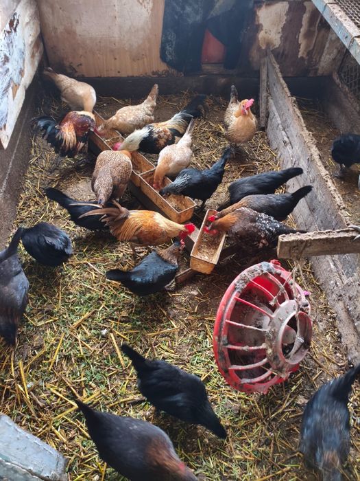 Продам карликовую бентамку