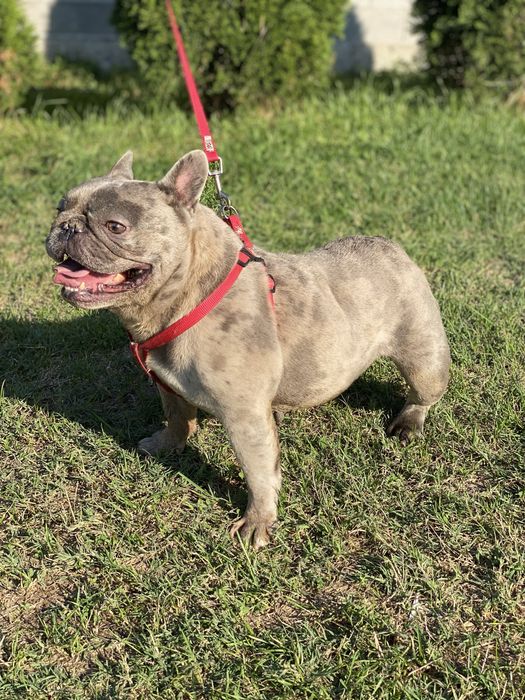 Френски булдог / френски булдочета /