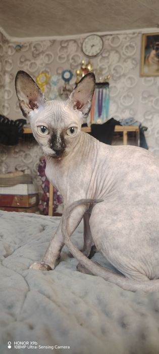 Канадский сфинкс