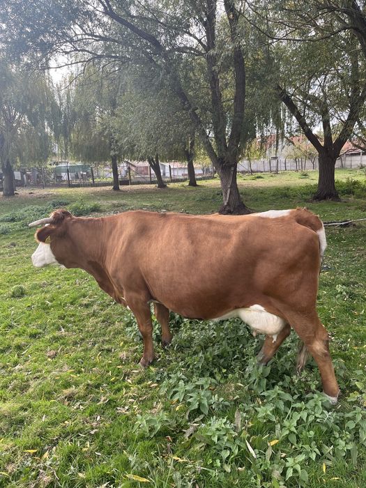 Spre vanzare vaci
