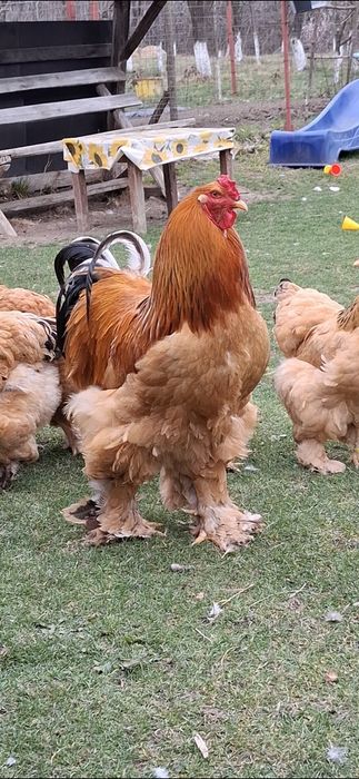 Ouă incubat brahma Columbia