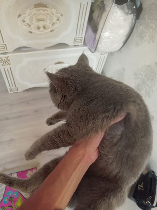 Britaniya Skottish Strayt Sotildi