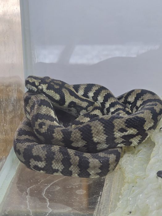 Ковровый питон Morelia spilota cheynei