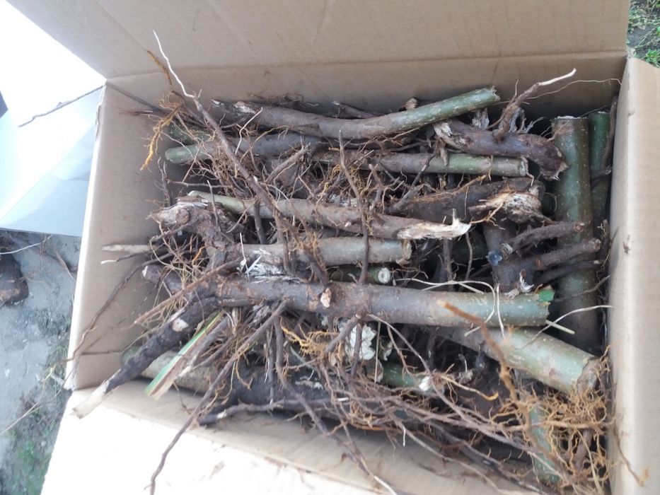 REDUCERE  Butasi paulownia