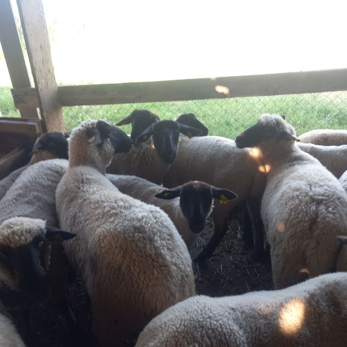 Oi sufolk si mégis tinere si gestante