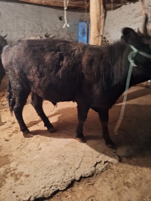 Семиз жемде турган букалар