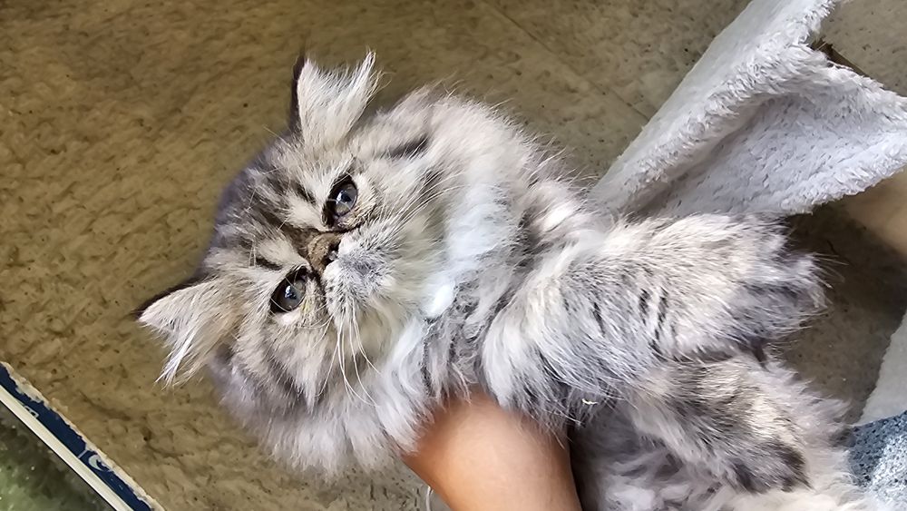 Персийско котенце