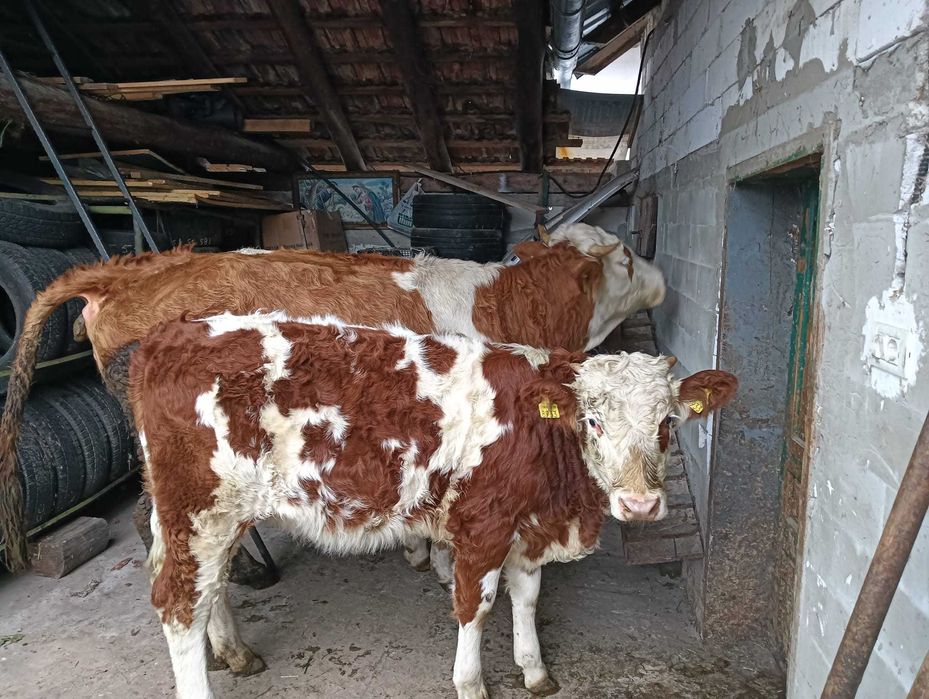 Vacã cu vitea de vînzare