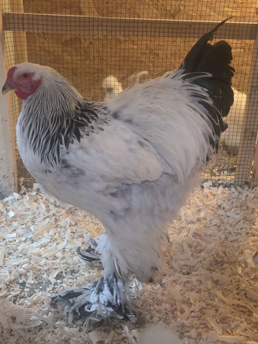 Cocosi Brahma Hd tineri