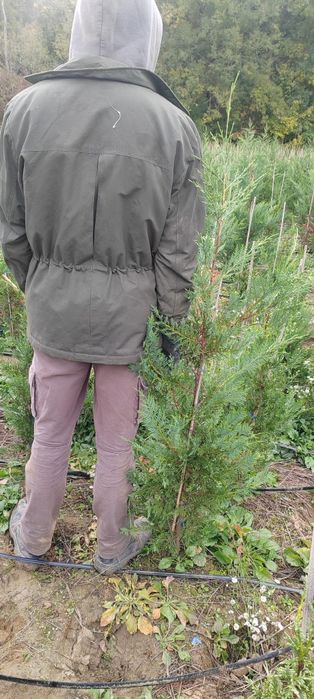Leylandii de la producător
