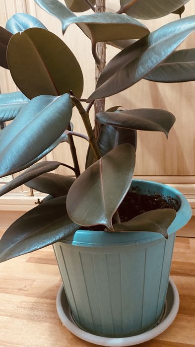 Продам домашнее растение фикус