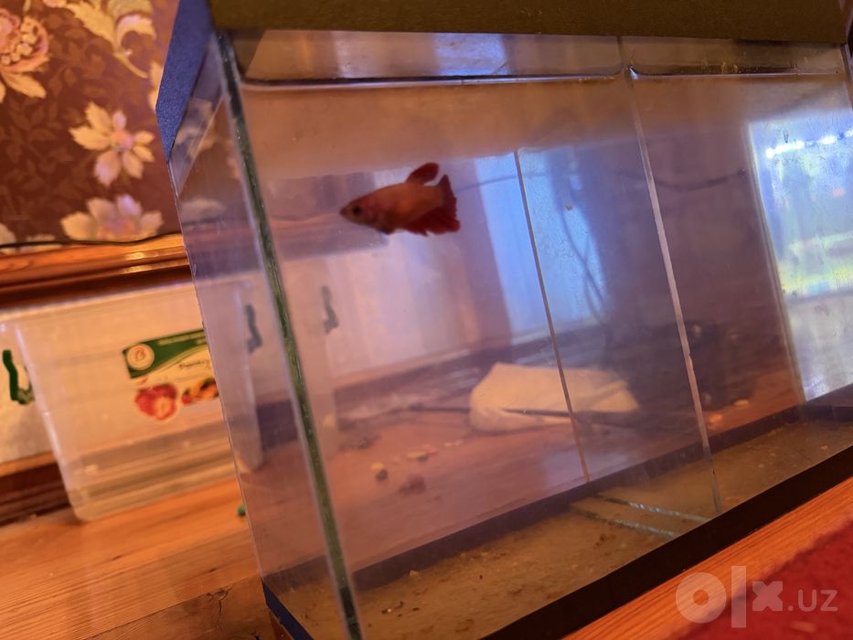 pradayotsa akvarium i ribi