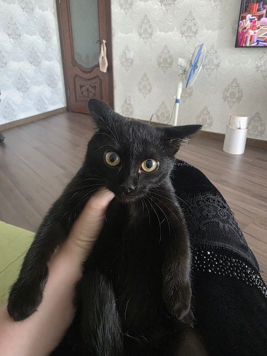 Котенок девочка в самые добрые рукт