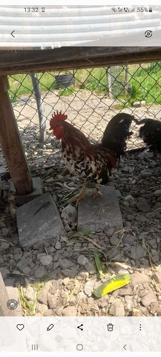 Cocoşei pitici (americani)