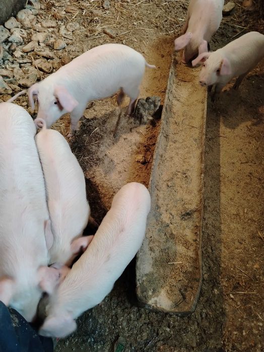 Продавам малки прасета!