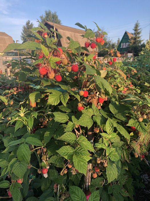 Саженцы малины большое количество