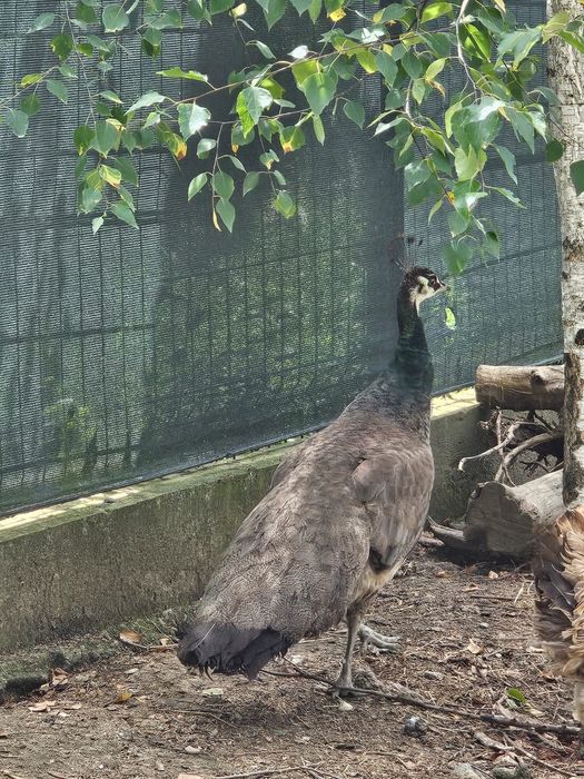 Vand o familie pauni