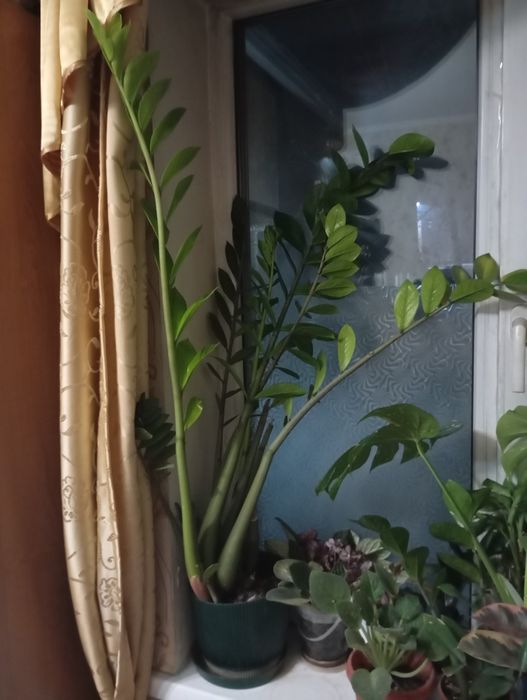 Замиакулкас - долларовое дерево, черный и простой