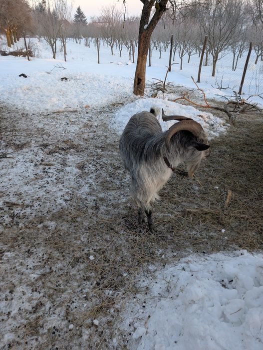 doi țapi de vânzare