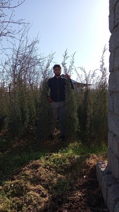 Yam-yashil koʻchatlar bor 4 yilik