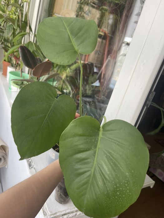 Комнатные цветы продам излишки