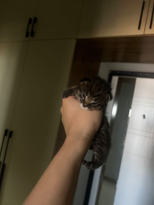 Котенки, месячные