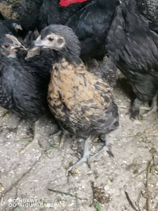 Pui de ţară crescuţi cu cereale