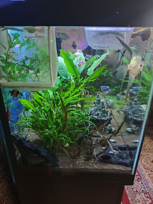 Аквариум 200 литров