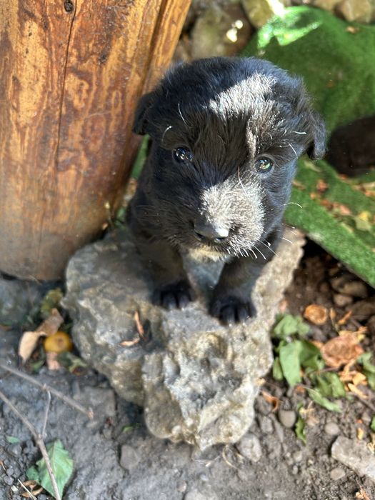 Căței spre adopție