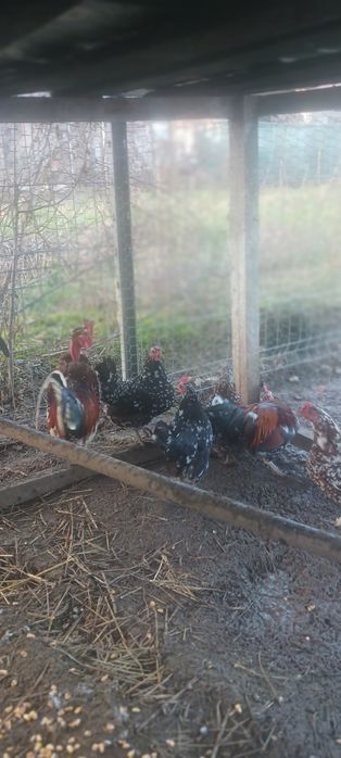 Găini americane de vânzare