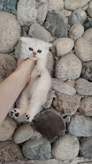 Серебряные Шиншиллы девочки и мальчики