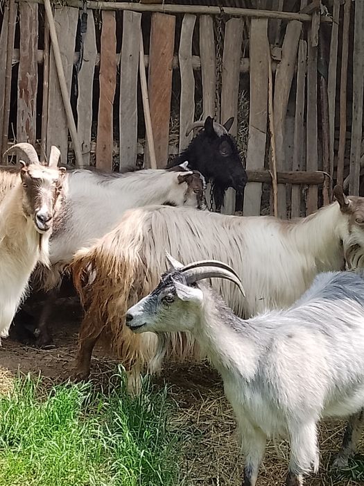Vând capre bune de lapte