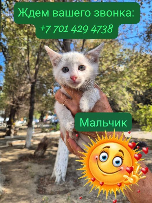 Отдам красивых котят