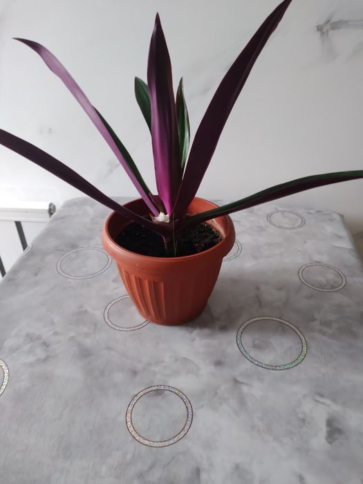 Продам комнатный цветок