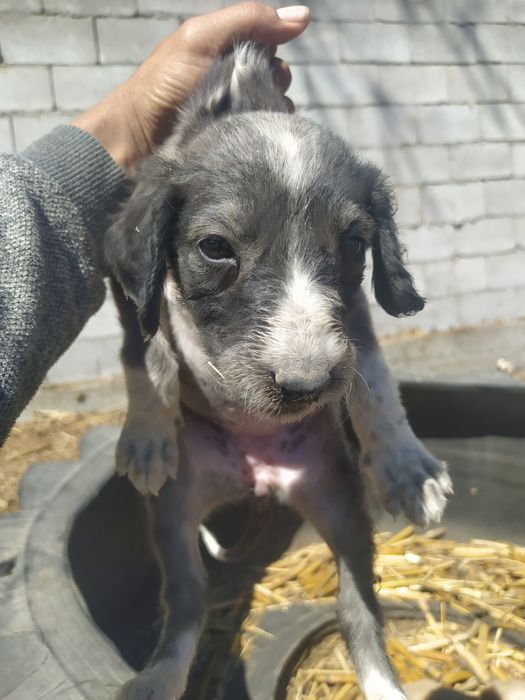 Тазы күшік СТ Шамалған