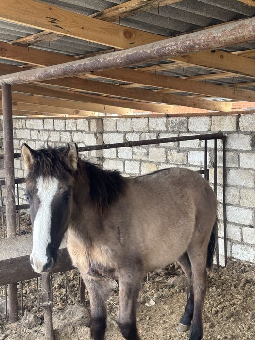 Срочно продам мз