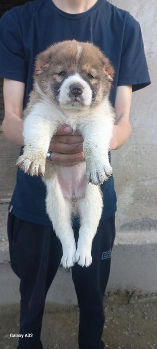 Алабай боласи сотилади  ургочи