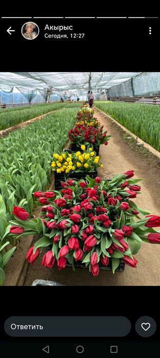 Тюльпаны голландский