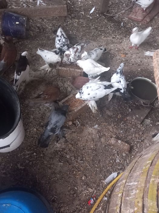 Vind porimbei uriasi maghiari side anul acesta si maturi pretu in prum