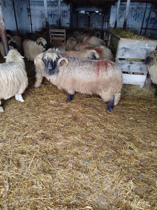 Vând berbec bucălău și noaten