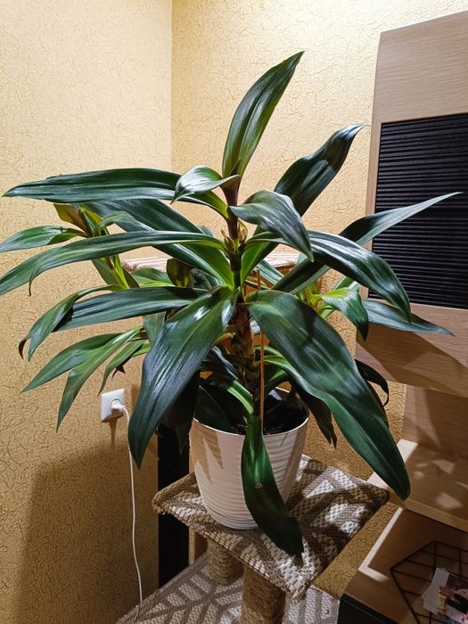 Продам цветок Рео