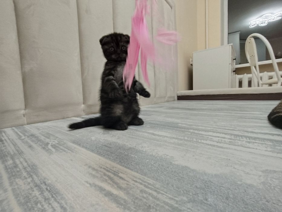 Котята шотландские   50000  т.